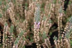 Struikheide (Calluna Vulgaris 'Silver Knight') -Tuinplanten Winkel calluna vulgaris silver knight 5