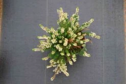 Struikheide (Calluna Vulgaris 'Spring Cream') -Tuinplanten Winkel calluna vulgaris spring cream 2