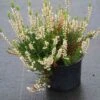 Struikheide (Calluna Vulgaris 'Spring Cream') -Tuinplanten Winkel calluna vulgaris spring cream 3