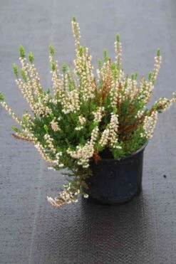 Struikheide (Calluna Vulgaris 'Spring Cream')