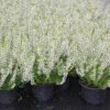 Struikheide (Calluna Vulgaris 'Veluwe') -Tuinplanten Winkel calluna vulgaris valentina