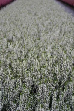 Struikheide (Calluna Vulgaris 'Veluwe') -Tuinplanten Winkel calluna vulgaris valentina 2
