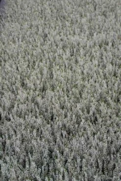 Struikheide (Calluna Vulgaris 'Volante') 8 Struikheide (Calluna Vulgaris 'Volante') -Tuinplanten Winkel calluna vulgaris volante