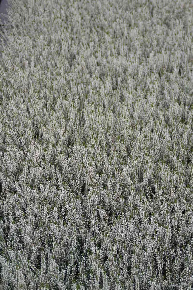 Struikheide (Calluna Vulgaris 'Volante') 5 Struikheide (Calluna Vulgaris 'Volante') - Afbeelding 3