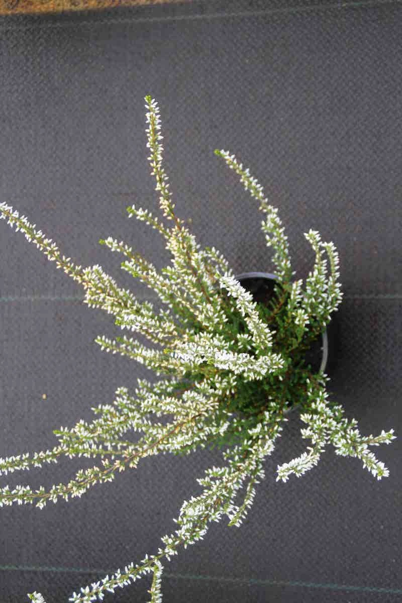 Struikheide (Calluna Vulgaris 'Volante') 4 Struikheide (Calluna Vulgaris 'Volante') - Afbeelding 2