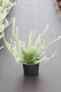 Struikheide (Calluna Vulgaris 'Volante')