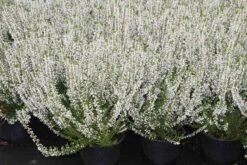 Struikheide (Calluna Vulgaris 'Volante') 9 Struikheide (Calluna Vulgaris 'Volante') -Tuinplanten Winkel calluna vulgaris volante 4