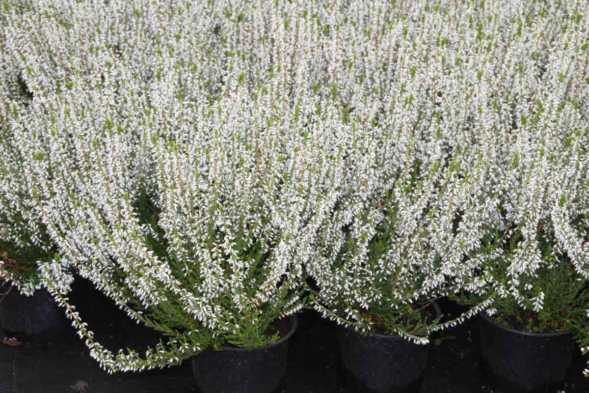 Struikheide (Calluna Vulgaris 'Volante') 6 Struikheide (Calluna Vulgaris 'Volante') - Afbeelding 4