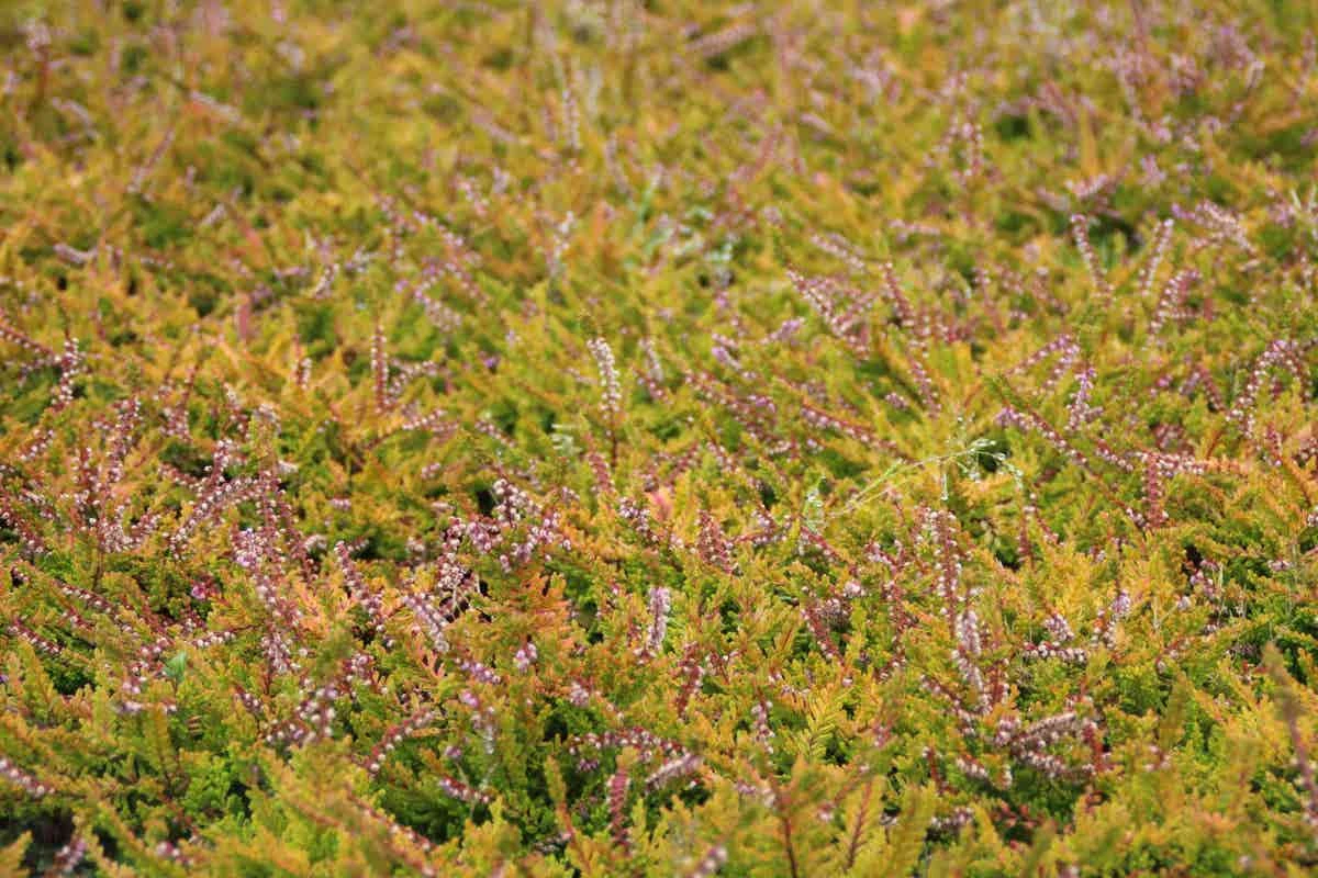 Zomerheide Geel (Calluna Vulgaris 'Wickwar Flame') 6 Zomerheide Geel (Calluna Vulgaris 'Wickwar Flame') - Afbeelding 4