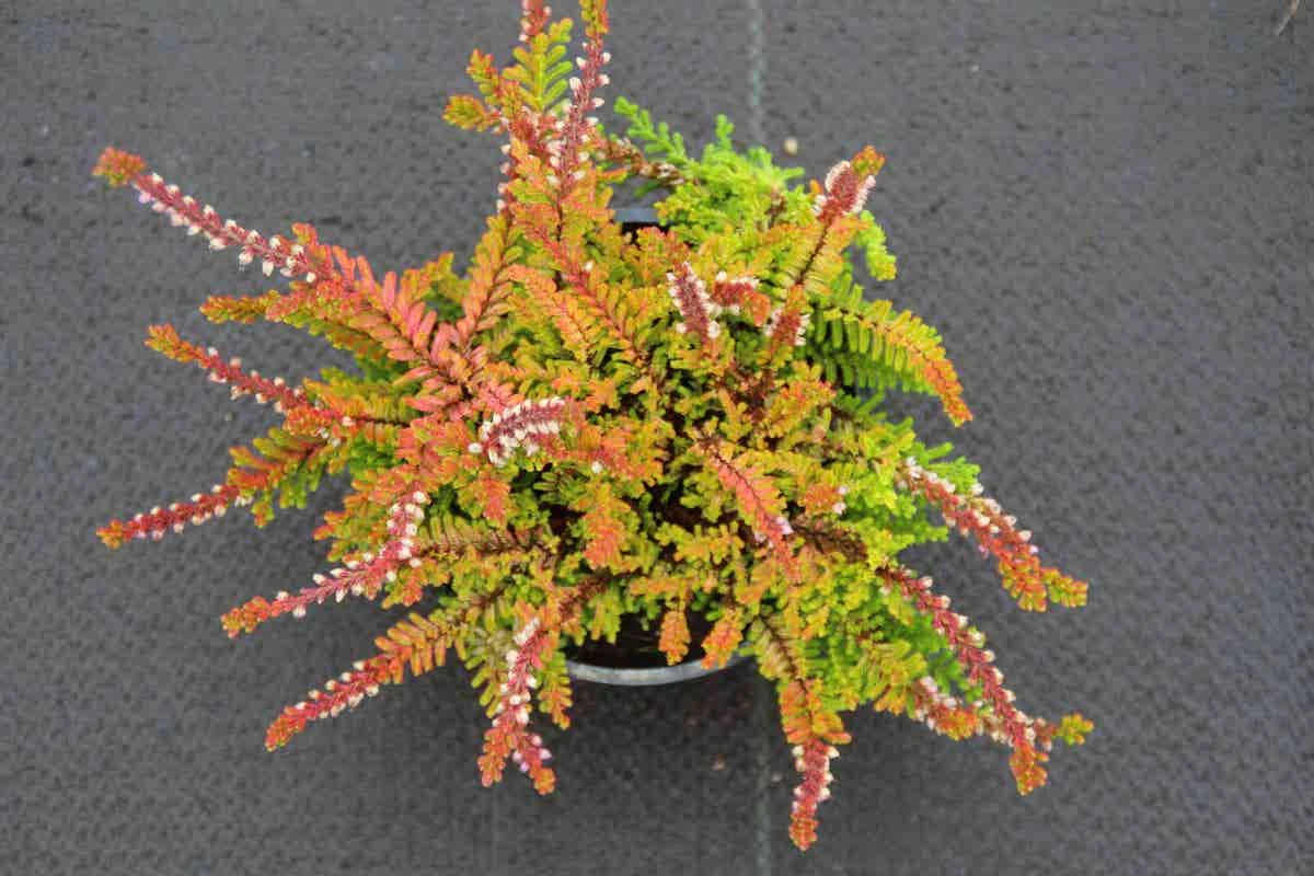 Zomerheide Geel (Calluna Vulgaris 'Wickwar Flame') 5 Zomerheide Geel (Calluna Vulgaris 'Wickwar Flame') - Afbeelding 3