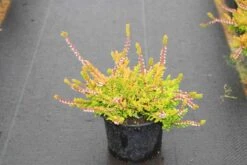 Zomerheide Geel (Calluna Vulgaris 'Wickwar Flame') 7 Zomerheide Geel (Calluna Vulgaris 'Wickwar Flame') -Tuinplanten Winkel calluna vulgaris wickwar flame 3