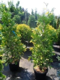 Bonte Libocedrus (Calocedrus Decurrens 'Aureovariegata') -Tuinplanten Winkel calocedrus decurrens aureovariegata 125 150 175