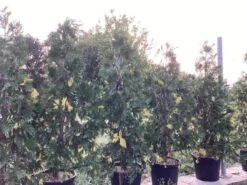 Bonte Libocedrus (Calocedrus Decurrens 'Aureovariegata') -Tuinplanten Winkel calocedrus decurrens aureovariegato 0