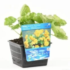 Dubbele Gele Dotterbloem (Caltha Palustris 'Multiplex') -Tuinplanten Winkel caltha pal. multiplex s