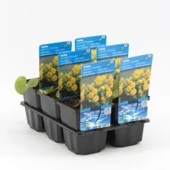 Dubbele Gele Dotterbloem (Caltha Palustris 'Multiplex') -Tuinplanten Winkel caltha palustris multiplex 20180321212520