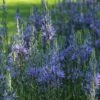 Prarielelie (Camassia Leichtlinii 'Caerulea')