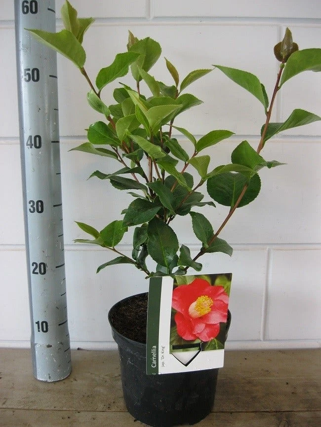 Camelia (Camellia Japonica 'Dr. King') 4 Camelia (Camellia Japonica 'Dr. King') - Afbeelding 2
