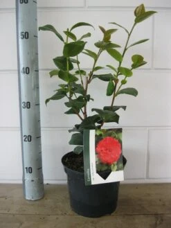 Camelia (Camellia Japonica 'Lady Campbell') -Tuinplanten Winkel camelia lady campbell c3 20 08 2018