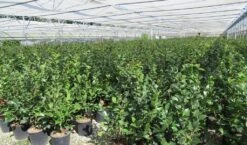 Camelia (Camellia 'Debbie') 17 Camelia (Camellia 'Debbie') -Tuinplanten Winkel camellia 4