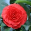 Camellia (Camellia Japonica 'Black Lace') 2 Camellia (Camellia Japonica 'Black Lace') -Tuinplanten Winkel camellia black lace