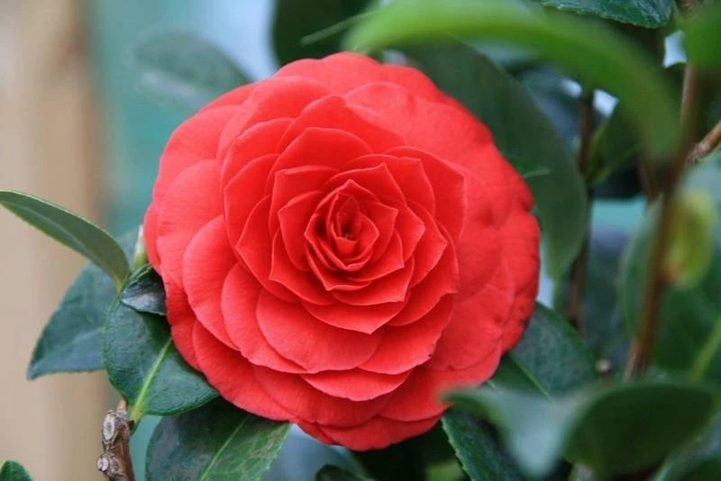 Camellia (Camellia Japonica 'Black Lace') 3 Camellia (Camellia Japonica 'Black Lace')