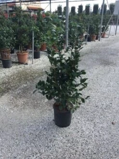 Camellia (Camellia Japonica 'Black Lace') 19 Camellia (Camellia Japonica 'Black Lace') -Tuinplanten Winkel camellia black lace c12