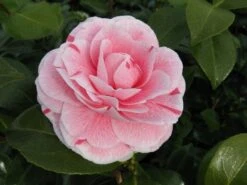 Camelia (Camellia Japonica 'Bonomiana') -Tuinplanten Winkel camellia bonomiana