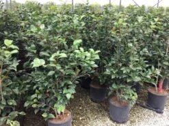 Camellia (Camellia Japonica 'Black Lace') 20 Camellia (Camellia Japonica 'Black Lace') -Tuinplanten Winkel camellia c12 2