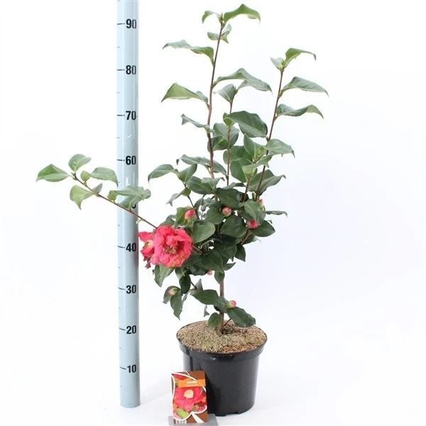 Camelia (Camellia Japonica 'Dr. King') 5 Camelia (Camellia Japonica 'Dr. King') - Afbeelding 3