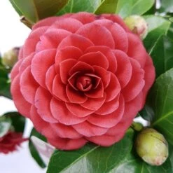 Camellia (Camellia Japonica 'Black Lace') 14 Camellia (Camellia Japonica 'Black Lace') -Tuinplanten Winkel camellia jap. black lace p15 premium 1
