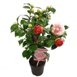 Camelia (Camellia Japonica 'Bonomiana') -Tuinplanten Winkel camellia jap. bonomiana p15