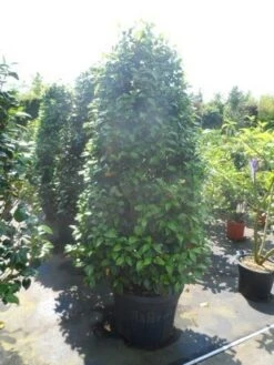 Camelia (Camellia 'Debbie') 13 Camelia (Camellia 'Debbie') -Tuinplanten Winkel camellia japonica 175 200 1