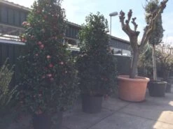 Camelia (Camellia, Rood) 26 Camelia (Camellia, Rood) -Tuinplanten Winkel camellia japonica 200 250 300 extra 1 1