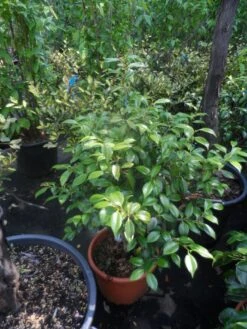 Camelia (Camellia, Rood) 22 Camelia (Camellia, Rood) -Tuinplanten Winkel camellia japonica 60 80 c20 25