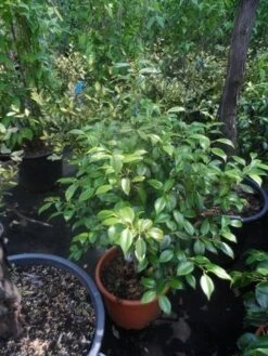 Camelia (Camellia, Rose) 20 Camelia (Camellia, Rose) -Tuinplanten Winkel camellia japonica 60 80 c20 25 1 2