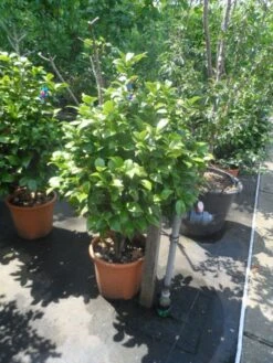 Camelia (Camellia, Rose) 18 Camelia (Camellia, Rose) -Tuinplanten Winkel camellia japonica 80 100