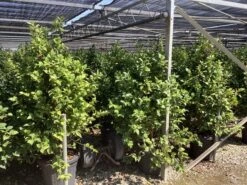 Camellia (Camellia Japonica 'Black Lace') 22 Camellia (Camellia Japonica 'Black Lace') -Tuinplanten Winkel camellia japonica black lace 1