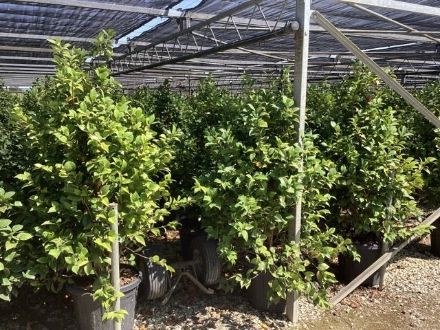 Camellia (Camellia Japonica 'Black Lace') 12 Camellia (Camellia Japonica 'Black Lace') - Afbeelding 10