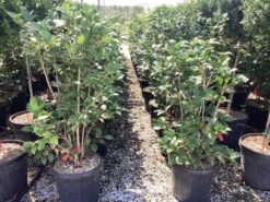 Camellia (Camellia Japonica 'Black Lace') 23 Camellia (Camellia Japonica 'Black Lace') -Tuinplanten Winkel camellia japonica black lace 2