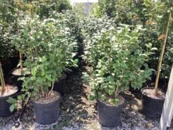 Camelia (Camellia Japonica 'Bonomiana') -Tuinplanten Winkel camellia japonica bonomiana 5