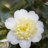 Camelia (Camellia Japonica 'Brushfield's Yellow')