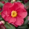 Camelia (Camellia Japonica 'Dr. King') -Tuinplanten Winkel camellia japonica dr king 1