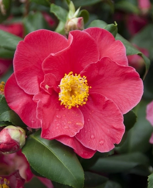 Camelia (Camellia Japonica 'Dr. King') 3 Camelia (Camellia Japonica 'Dr. King')