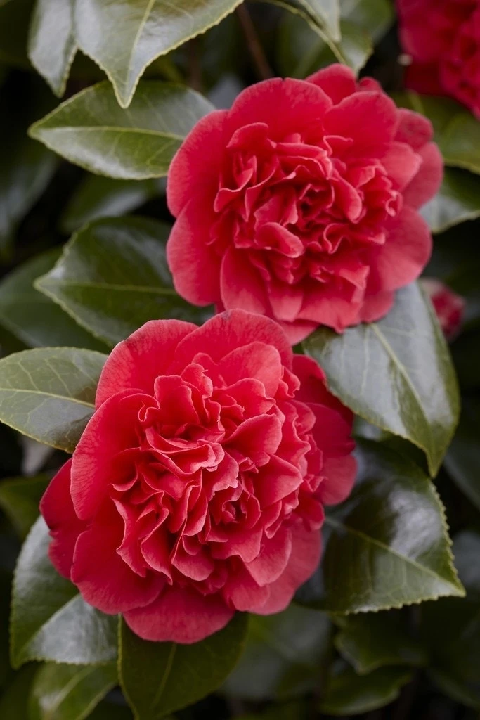 Camelia (Camellia Japonica 'Kramer's Supreme') 3 Camelia (Camellia Japonica 'Kramer's Supreme')