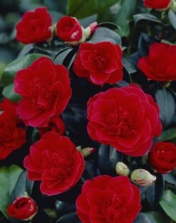 Camelia (Camellia Japonica 'Lady Campbell') -Tuinplanten Winkel camellia japonica lady campbell