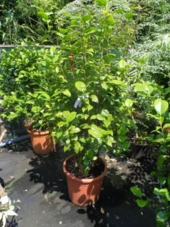 Camelia (Camellia, Rood) 23 Camelia (Camellia, Rood) -Tuinplanten Winkel camellia japonica wit 80 100 125