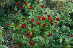 Camellia (Camellia Japonica 'Black Lace') 15 Camellia (Camellia Japonica 'Black Lace') -Tuinplanten Winkel camellia ret. black lace 1