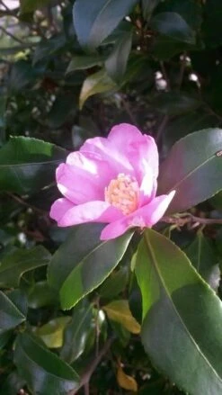 Camelia (Camellia Sasanqua) -Tuinplanten Winkel camellia sasanqua 1