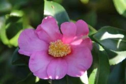 Camelia (Camellia Sasanqua) -Tuinplanten Winkel camellia sasanqua 2 1