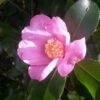 Camelia (Camellia Sasanqua) -Tuinplanten Winkel camellia sasanqua 3